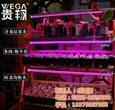 贵翔光电全光谱多肉生长灯 高效照明解决方案